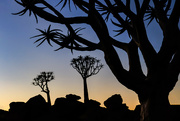 18th Jun 2024 - Quiver Trees at Sunset