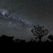 Milky Way Over the Quiver Trees