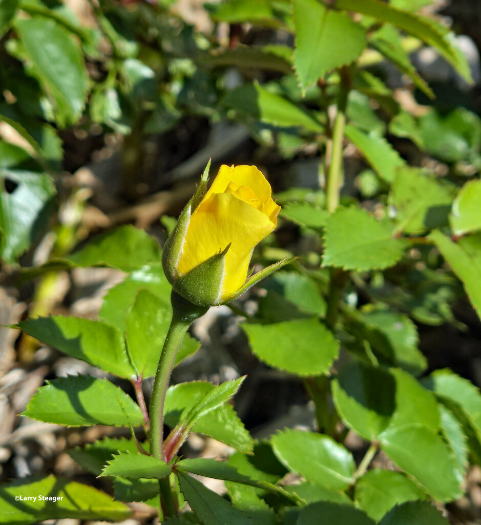 Yellow rose by larrysphotos