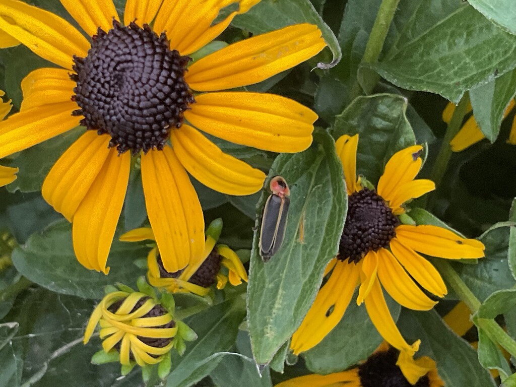 Lampyridae, firefly, lightning bug, glow worm. by illinilass