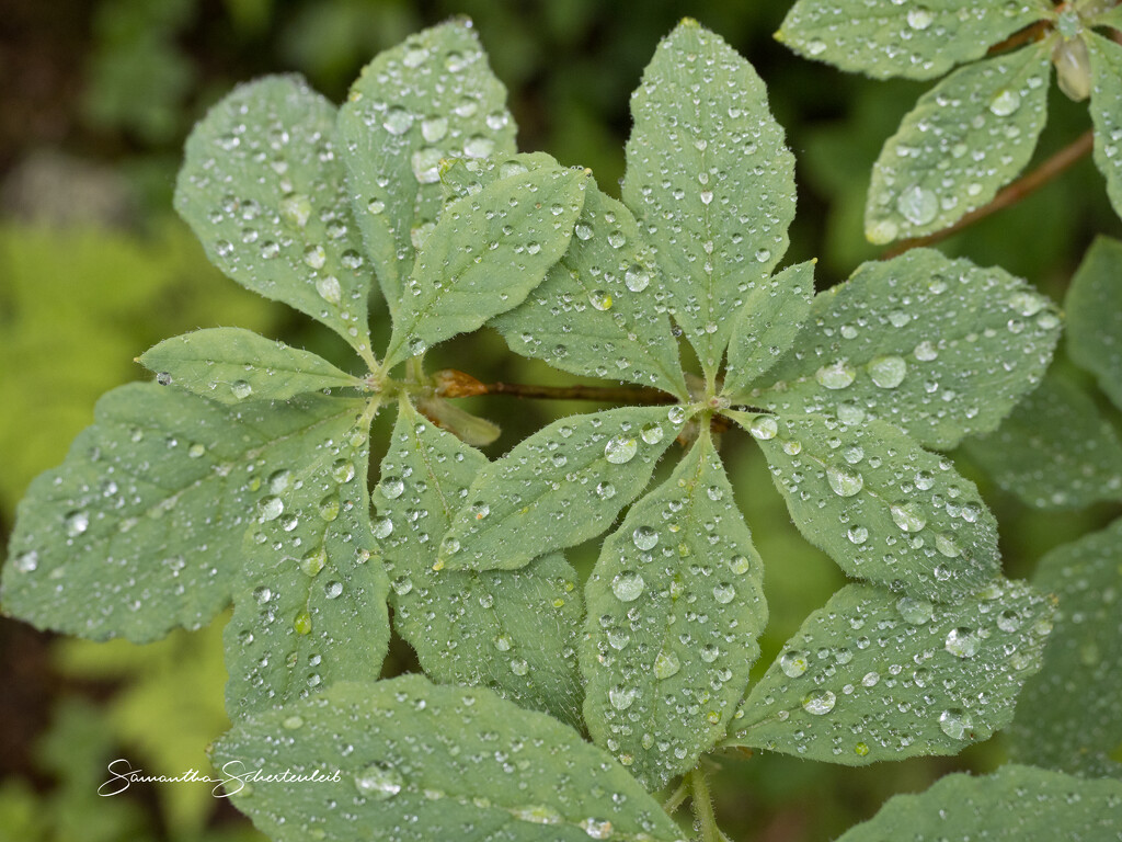 Droplets by sschertenleib