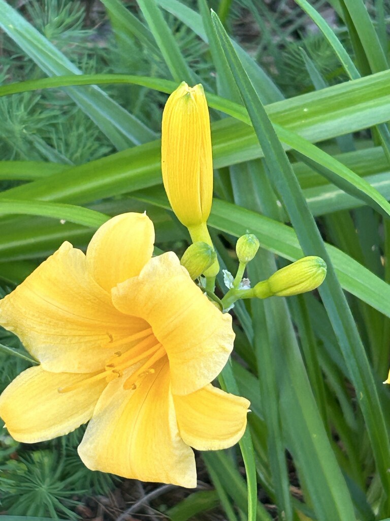 Yellow Daylily by mltrotter