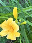 7th Jul 2024 - Yellow Daylily