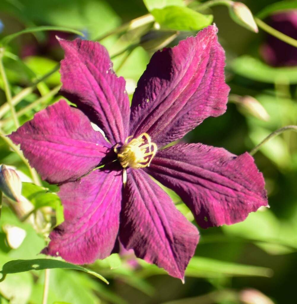 Clematis by bjywamer