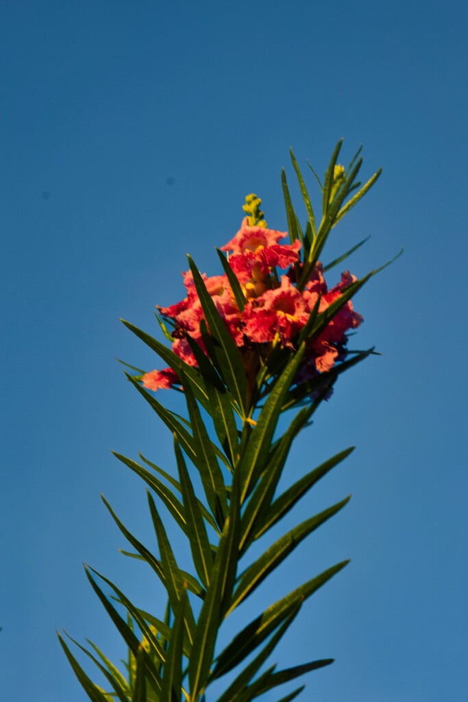 7 6 Last sunrays on top of Desert Willow by sandlily