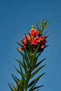 6th Jul 2024 - 7 6 Last sunrays on top of Desert Willow