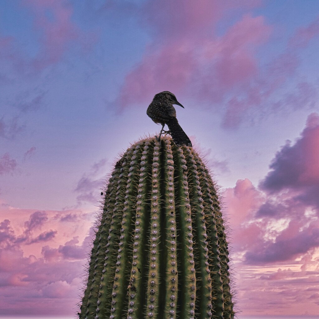 7 6 Bird on the Saguaro by sandlily