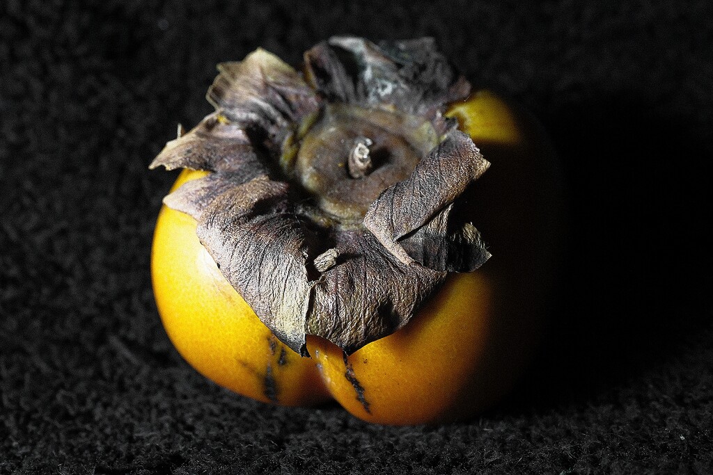 Persimmon Study 1 by allsop