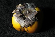 8th Jul 2024 - Persimmon Study 1