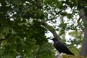 5th Jul 2024 - crow (or raven)