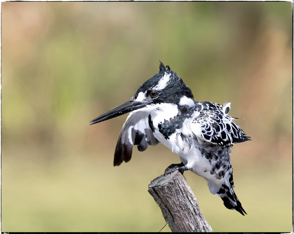 Flapping around in delight by ludwigsdiana