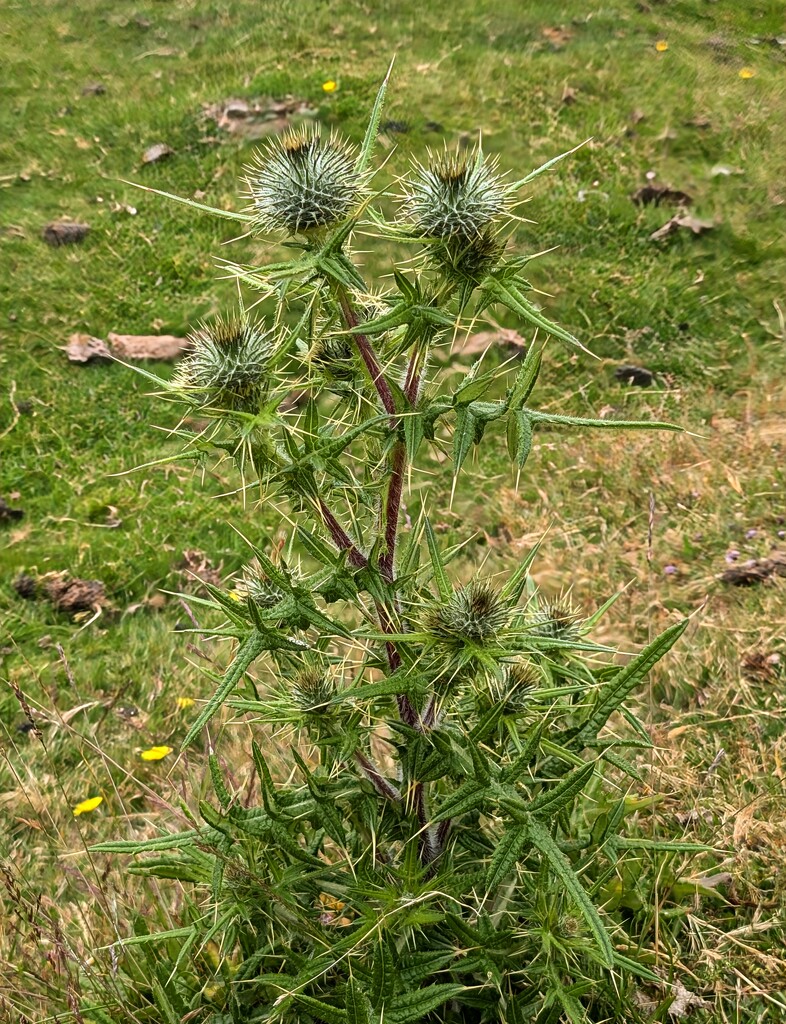 IS IT A WEED. by derekskinner