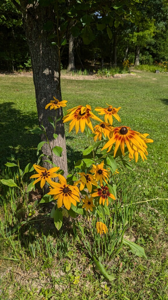 Black Eyed Susan's  by julie