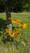 8th Jul 2024 - Black Eyed Susan's 