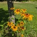 Black Eyed Susan's  by julie