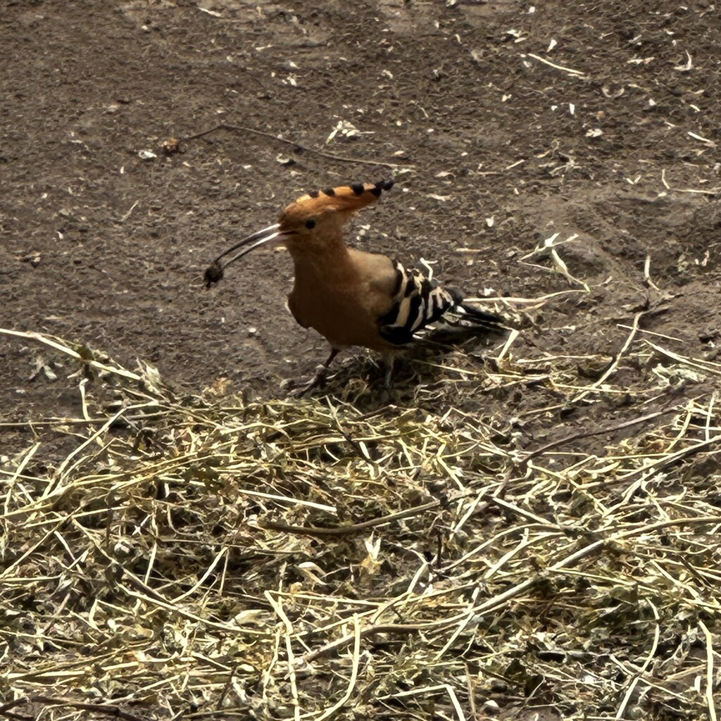 Hoopoe by mastermek