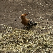 6th Jul 2024 - Hoopoe