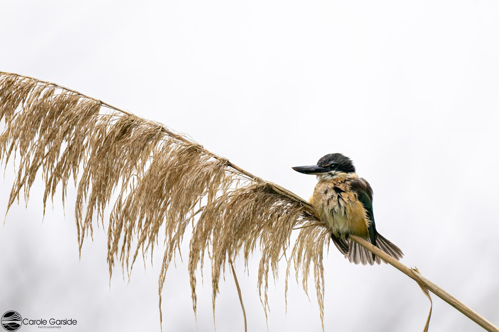 Sacred Kingfisher by yorkshirekiwi