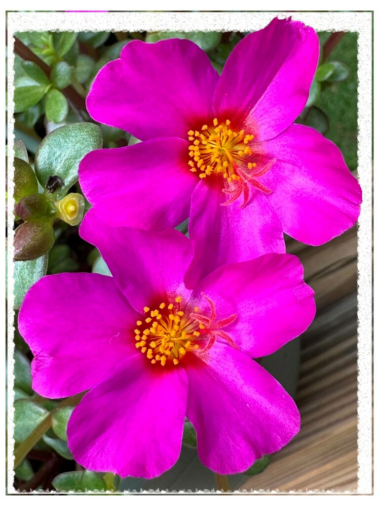 Portulaca blooms... by marlboromaam