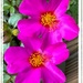 Portulaca blooms... by marlboromaam