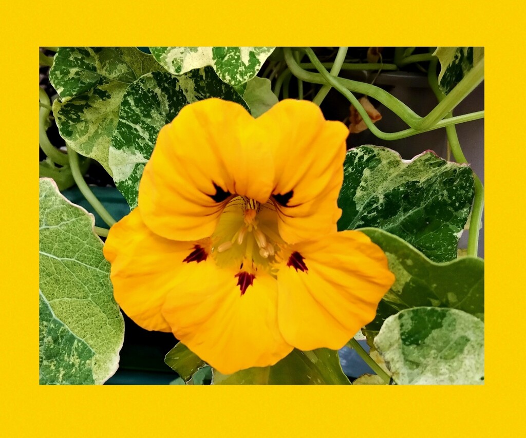 Yellow nasturtium with variegated leaves. by grace55