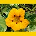 Yellow nasturtium with variegated leaves. by grace55