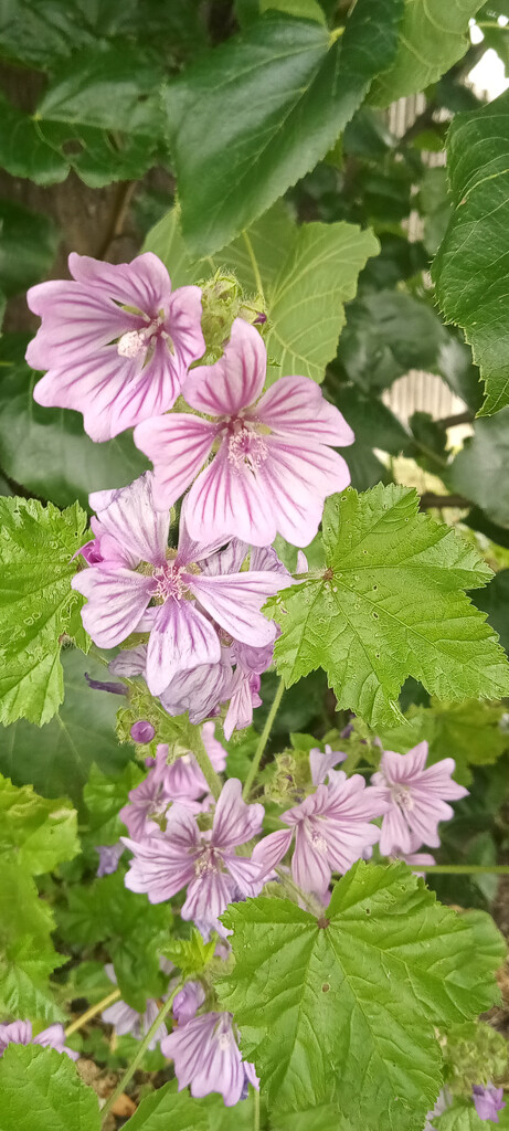 Dwarf Mallow  by 365projectorgjoworboys