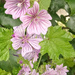 Dwarf Mallow  by 365projectorgjoworboys