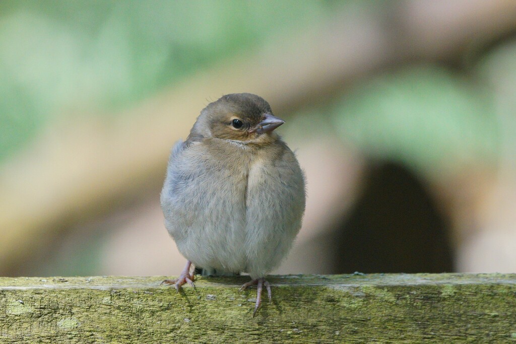 YOUNG CHAFFINCH by markp