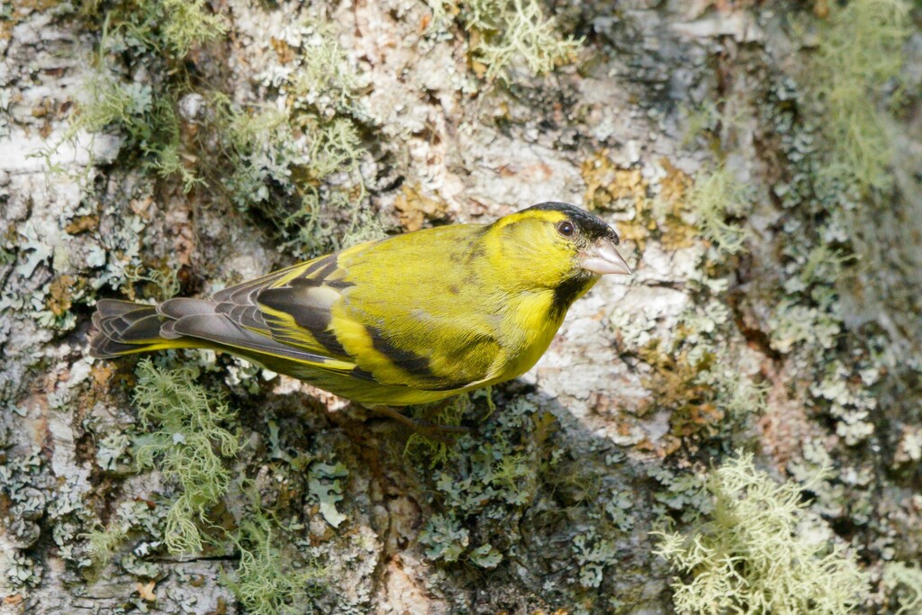 SISKIN by markp