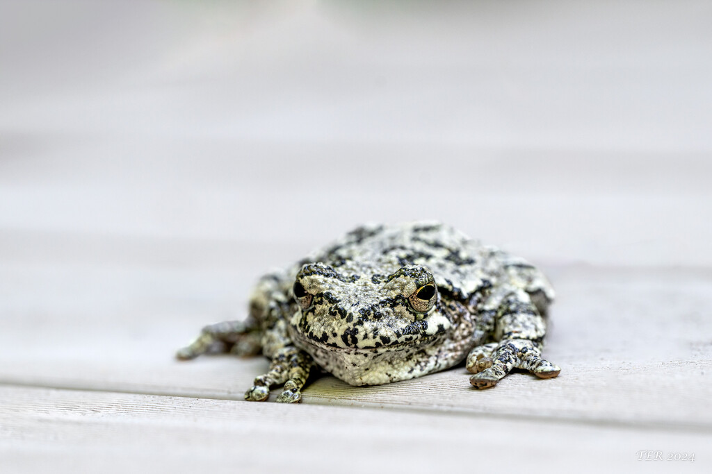 Frog Comes to Visit by taffy