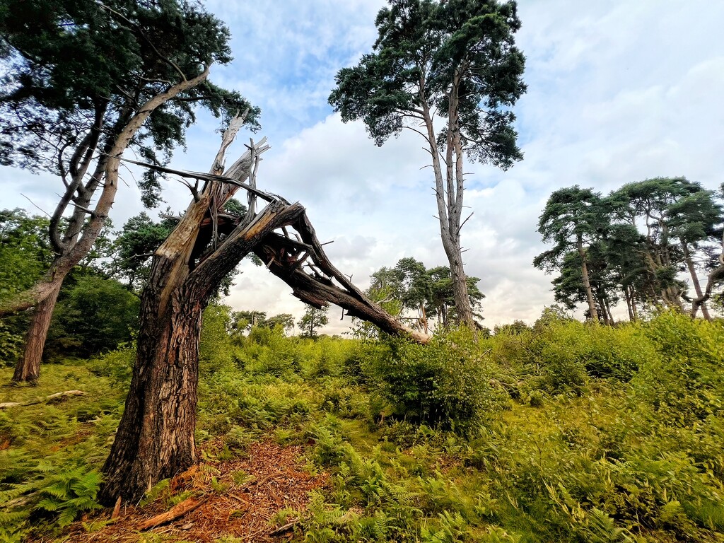 Fallen tree by mattjcuk