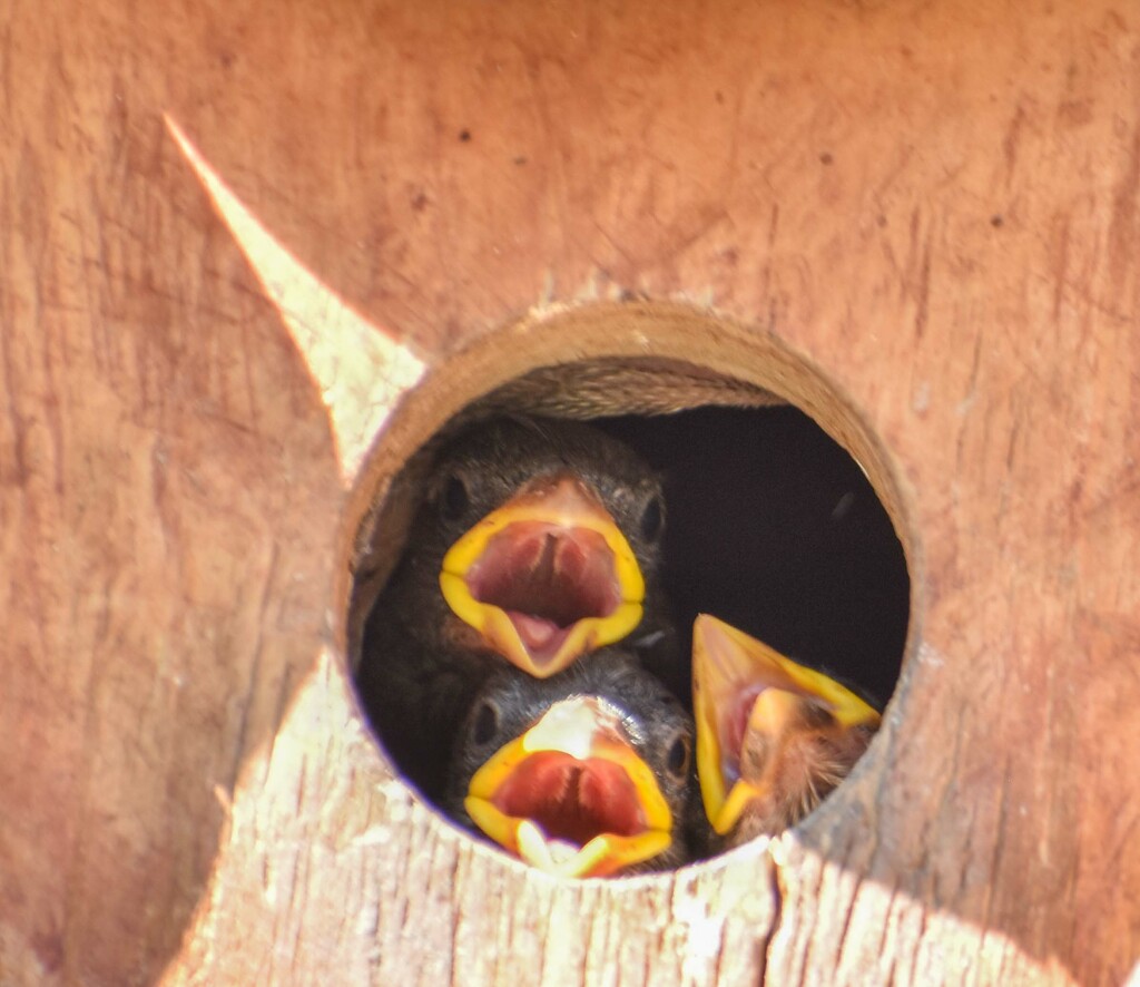 Baby Sparrows by bjywamer