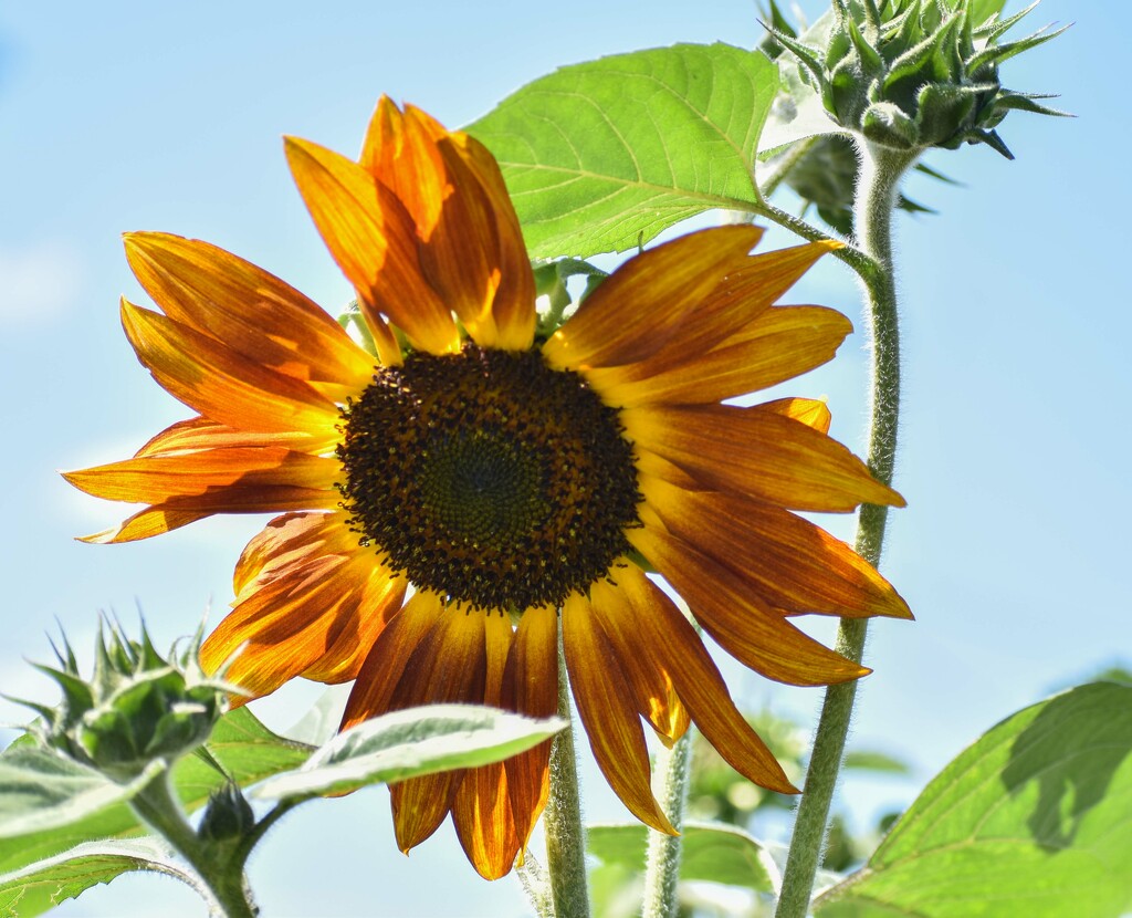 First Sunflower Blossom by bjywamer