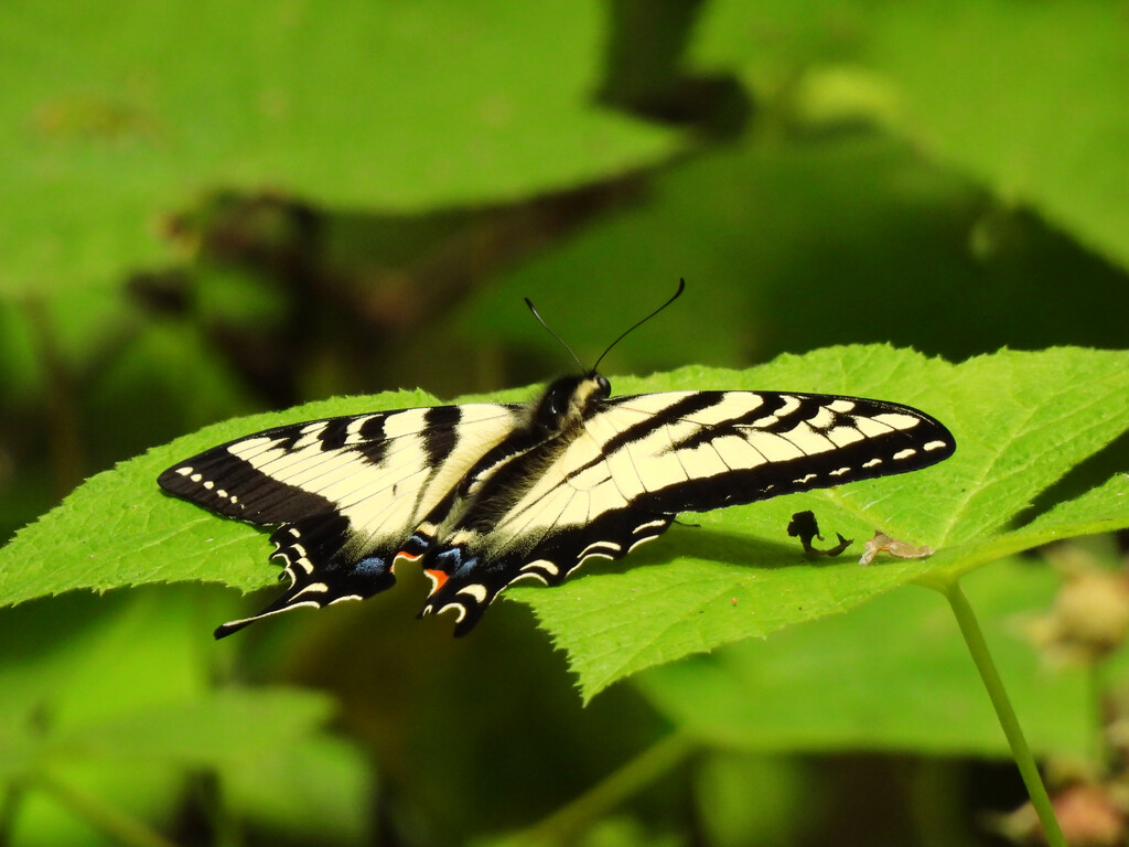 Western Tiger Swallowtail by seattlite