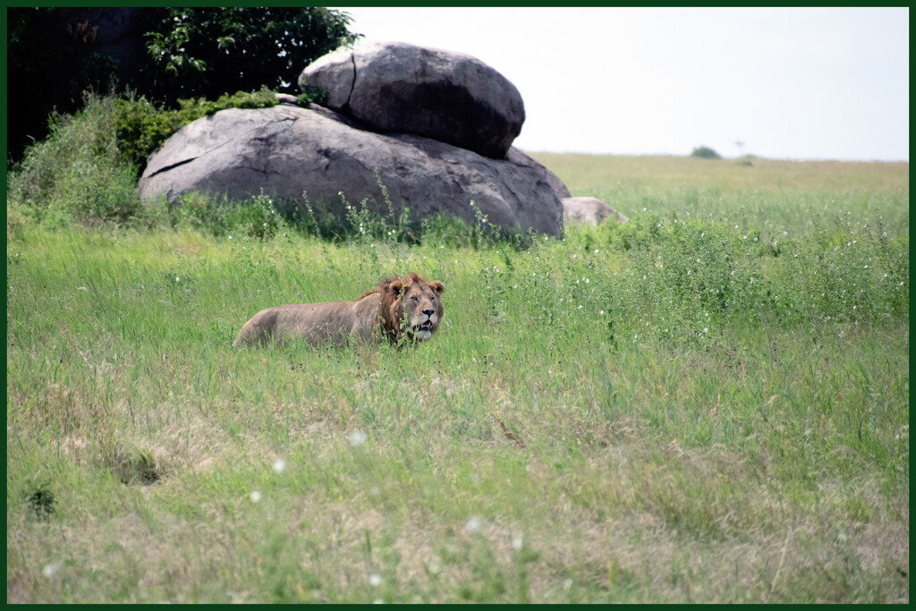 Why are lions only in Africa? by 365projectorgchristine