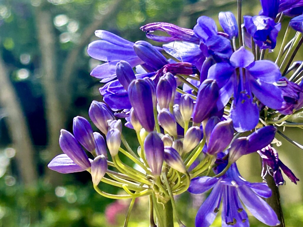 Agapanthus by phil_sandford