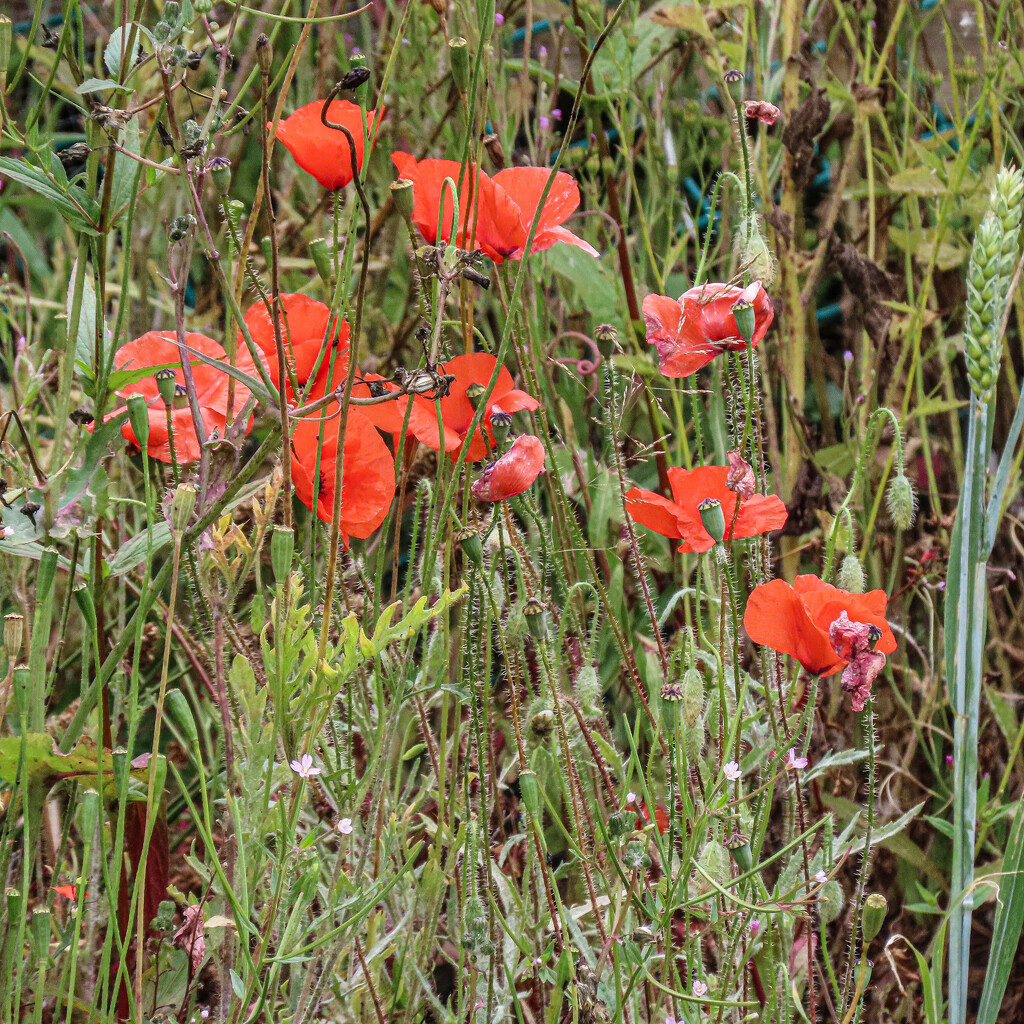 Just poppies by mumswaby