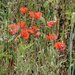 Just poppies by mumswaby