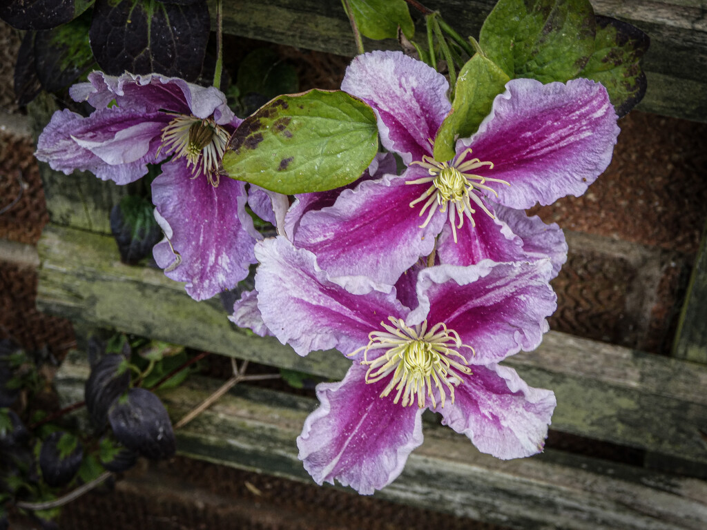 Clematis by mumswaby