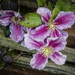 Clematis by mumswaby