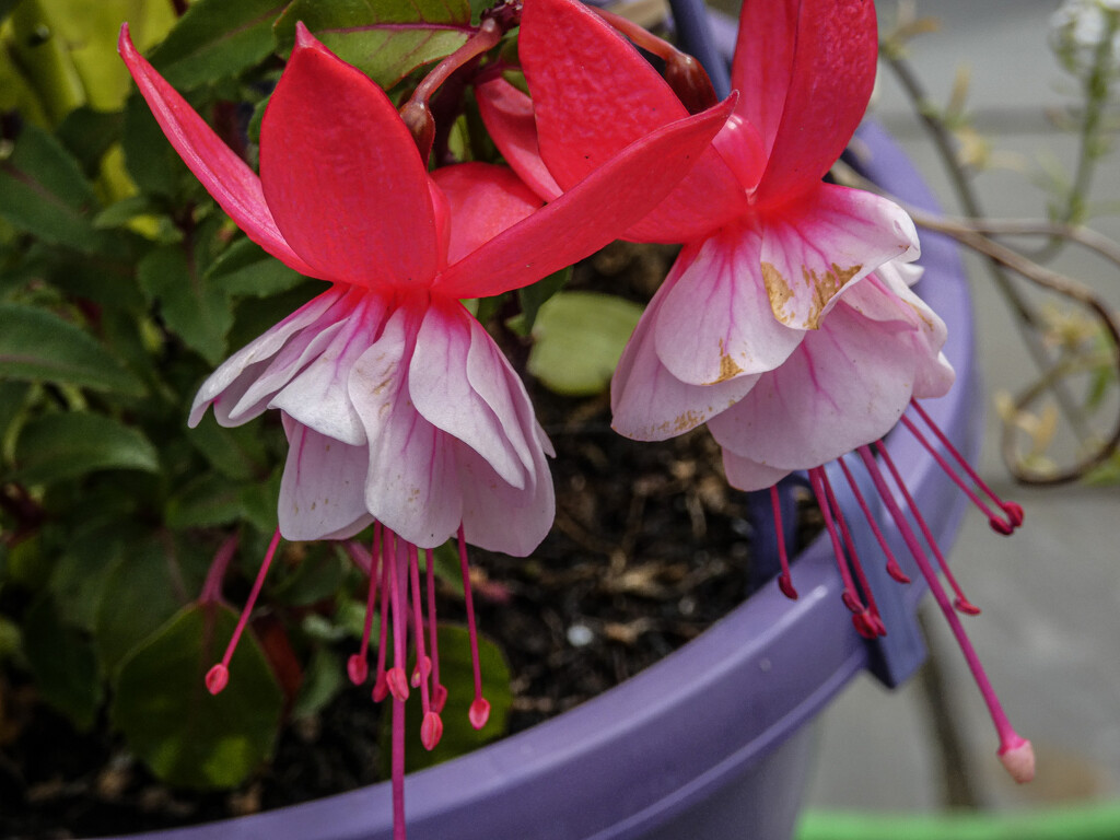 Duo of Fuchsia by mumswaby