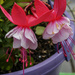 Duo of Fuchsia by mumswaby