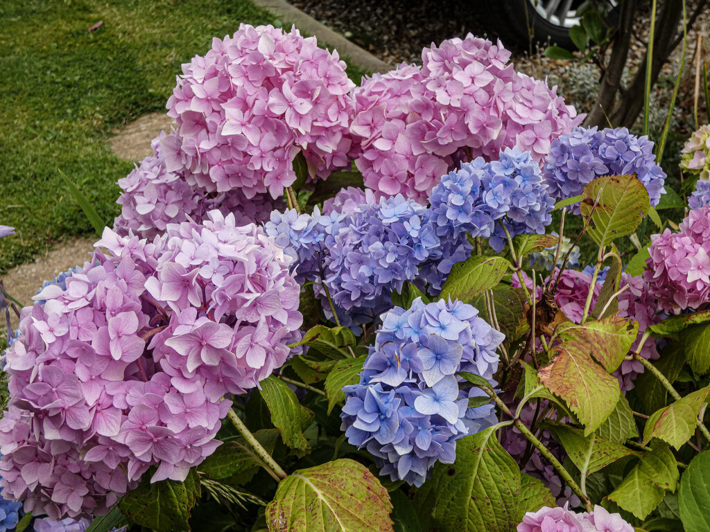 Multicoloured Hydrangea by mumswaby