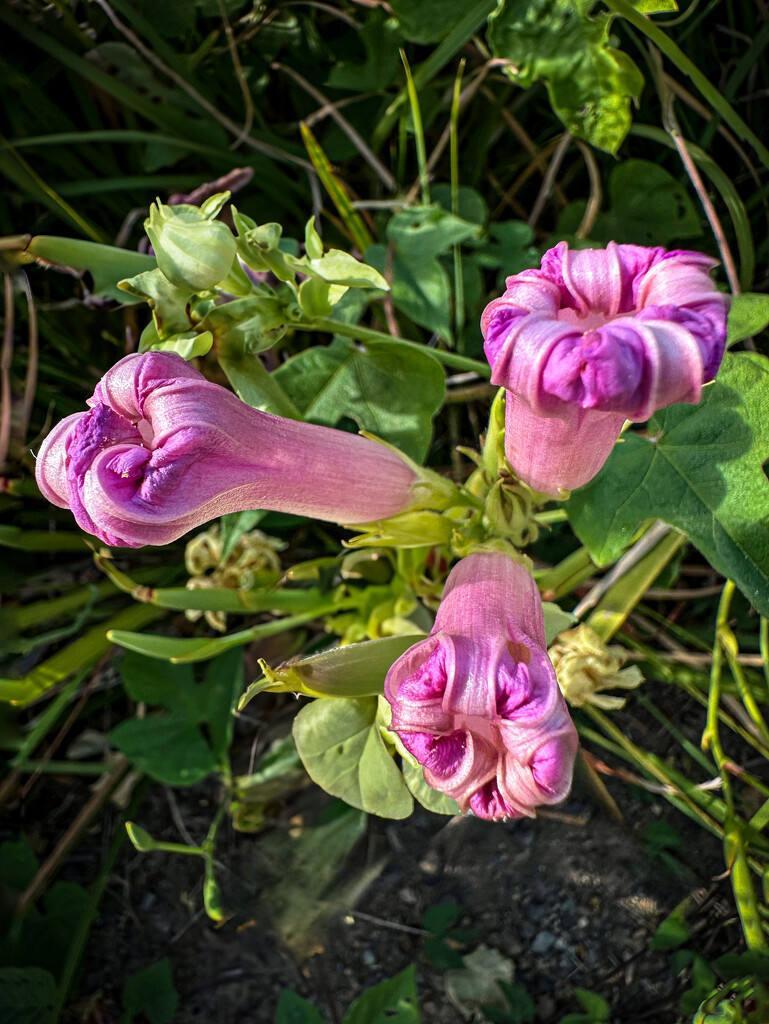 Morning Glory wabi sabi by shutterbug49