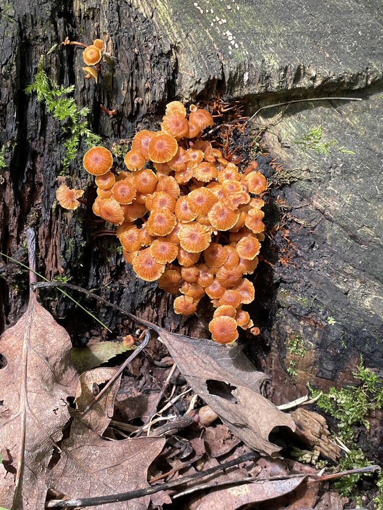 Mushrooms  by mcsiegle