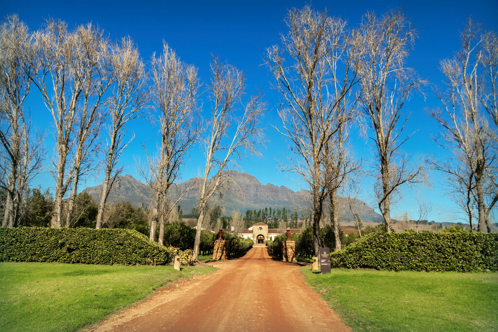 Winter in Stellenbosch by ludwigsdiana