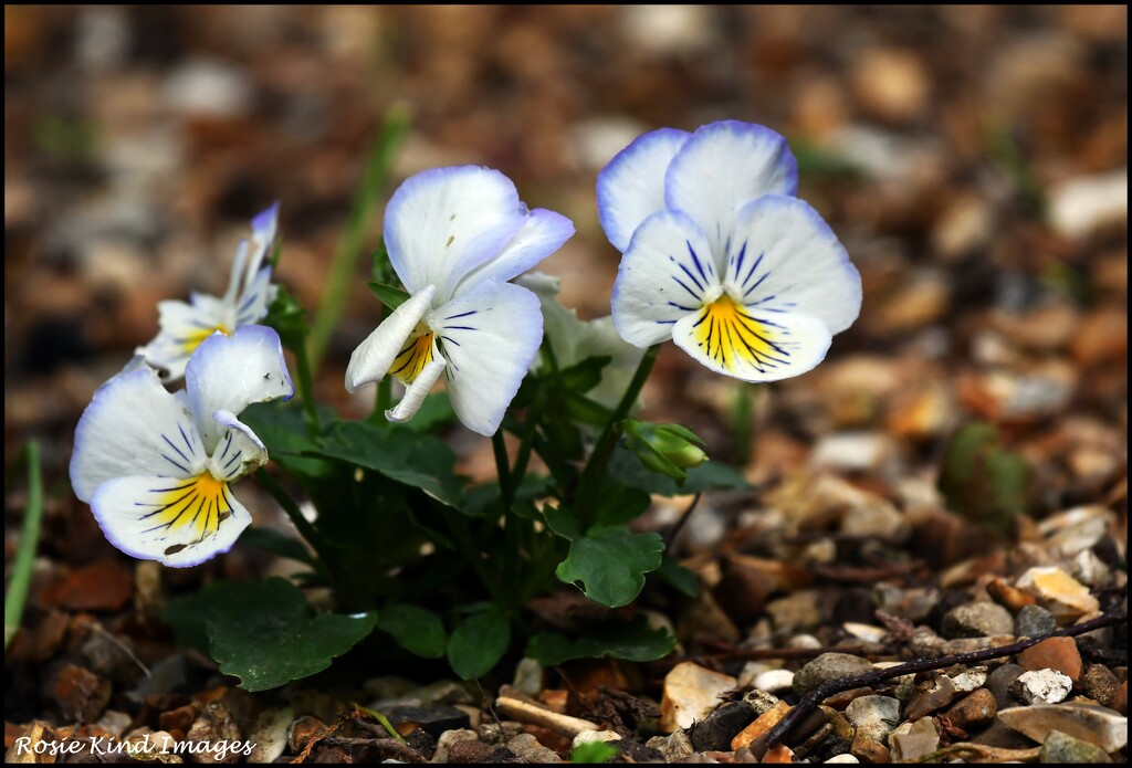 Pansies that grew through gravel by rosiekind