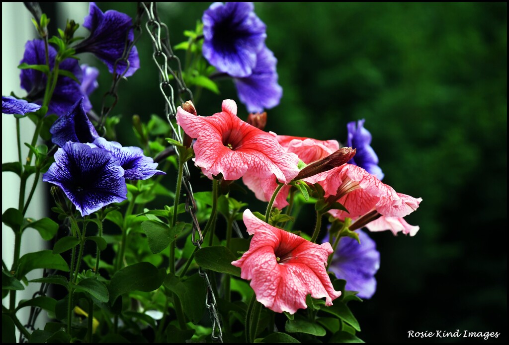 One of our hanging baskets by rosiekind