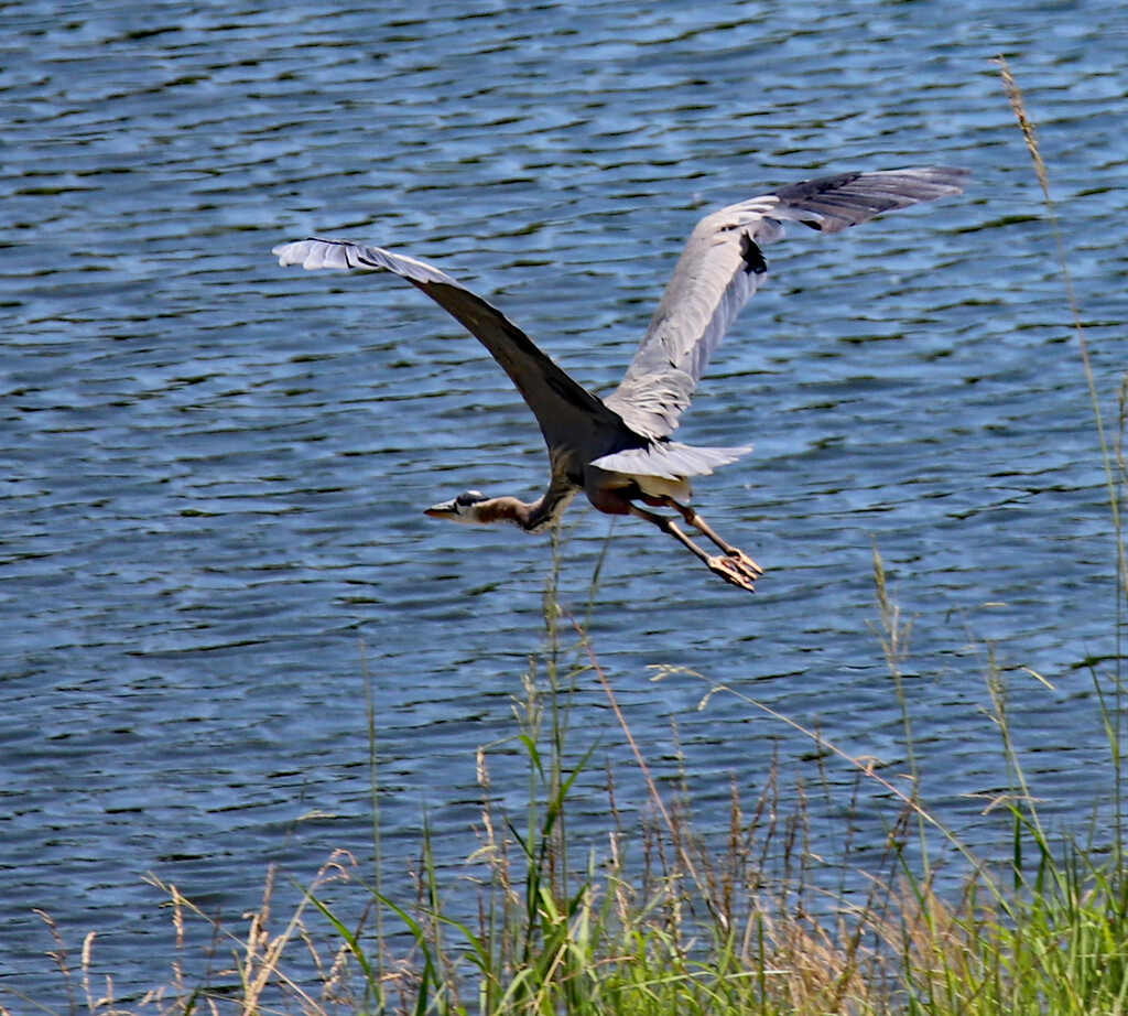 June 11 Heron Powering Away IMG_0998AAAA by georgegailmcdowellcom